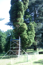 Life wood carving project in Kew garden wakehurst place